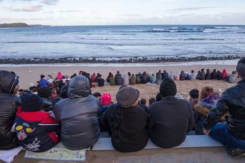 Healesville Sanctuary And Phillip Island Wildlife Bus Tour - Attractions Brisbane 6