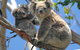 Healesville Sanctuary And Phillip Island Wildlife Bus Tour - thumb 4