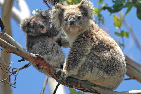 Healesville Sanctuary And Phillip Island Wildlife Bus Tour - Attractions Brisbane 4