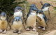 Healesville Sanctuary And Phillip Island Wildlife Bus Tour - thumb 0