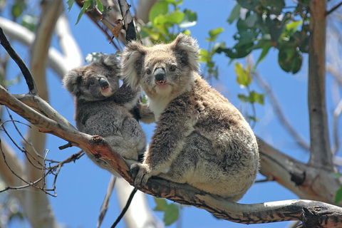 LGBT+ Friendly 2 Day Private Tour Great Ocean Road + Phillip Island - Attractions Brisbane 1