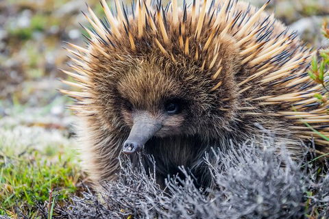 LGBT+ Friendly 3 Day Tour The Grampians, Daylesford & Ballarat - Attractions Brisbane 3