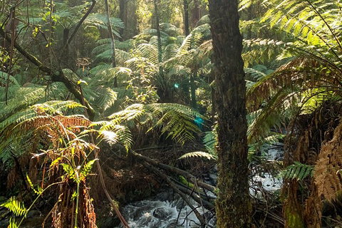 Hiking Tour To Aqueduct And Warburton Valley Lookout - Attractions Brisbane 3