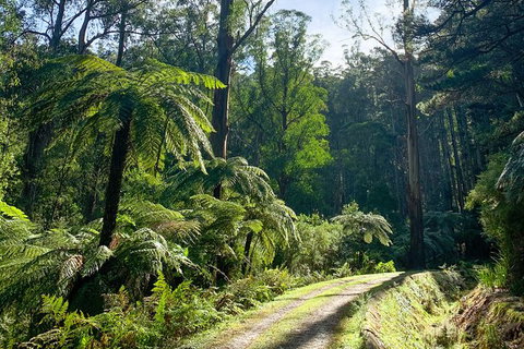 Hiking Tour To Aqueduct And Warburton Valley Lookout - Attractions Brisbane 1