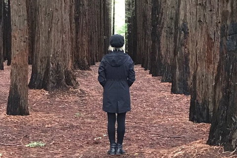 Private Aqueduct To California Redwoods Hiking Tour - Attractions Brisbane 1