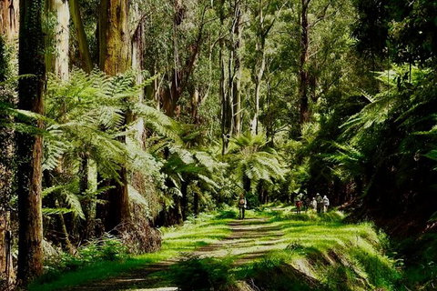 Private Aqueduct To California Redwoods Hiking Tour - Attractions Brisbane 2