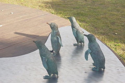 Phillip Island Penguin And Wildlife Tour - Attractions Brisbane 14