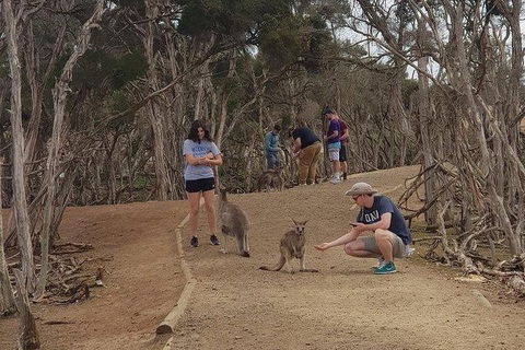 Phillip Island Penguin And Wildlife Tour - Attractions Brisbane 34