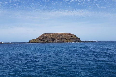 Phillip Island Penguin And Wildlife Tour - Attractions Brisbane 17