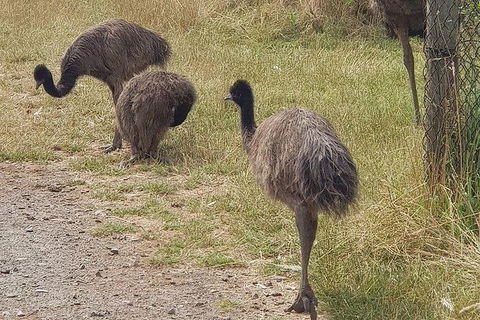 Phillip Island Penguin And Wildlife Tour - Attractions Brisbane 32