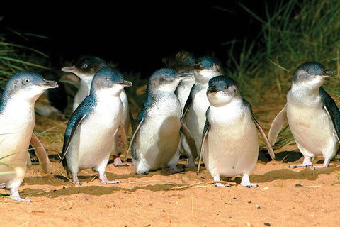 Phillip Island Penguin And Wildlife Tour - Attractions Brisbane 0