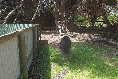 Phillip Island Penguin And Wildlife Tour - Attractions Brisbane 5
