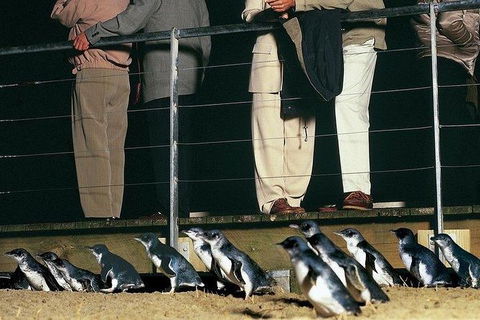 Phillip Island Penguin And Wildlife Tour - Attractions Brisbane 20