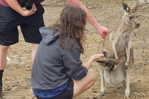 Phillip Island Penguin And Wildlife Tour - Attractions Brisbane 12