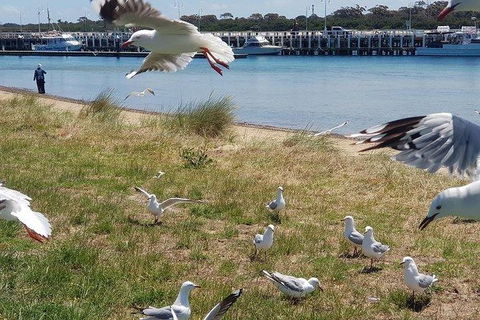 Phillip Island Penguin And Wildlife Tour - Attractions Brisbane 1