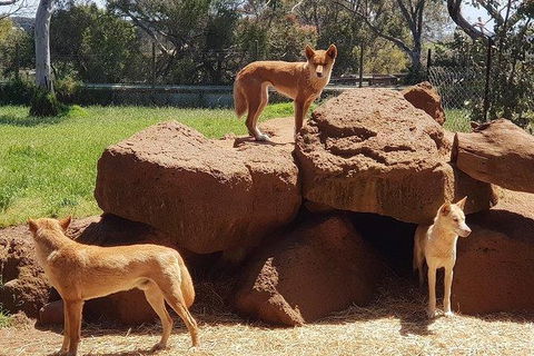 Phillip Island Penguin And Wildlife Tour - Attractions Brisbane 7