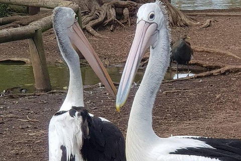 Phillip Island Penguin And Wildlife Tour - Attractions Brisbane 6