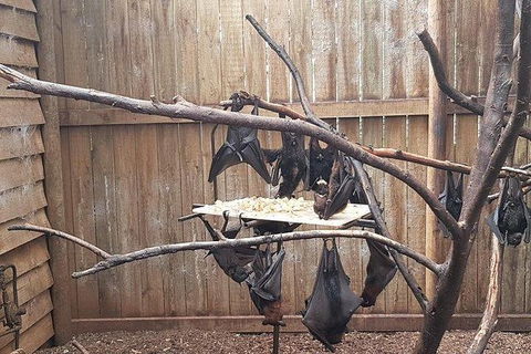 Phillip Island Penguin And Wildlife Tour - Attractions Brisbane 31