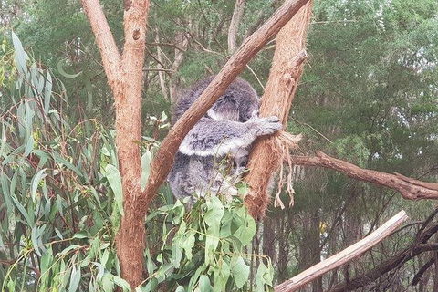 Phillip Island Penguin And Wildlife Tour - Attractions Brisbane 16