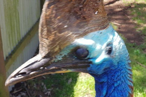 Phillip Island Penguin And Wildlife Tour - Attractions Brisbane 19