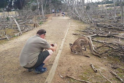 Phillip Island Penguin And Wildlife Tour - Attractions Brisbane 30