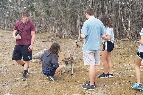 Phillip Island Penguin And Wildlife Tour - Attractions Brisbane 3