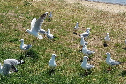 Phillip Island Penguin And Wildlife Tour - Attractions Brisbane 9