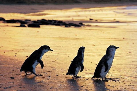 Phillip Island Penguin And Wildlife Tour - Attractions Brisbane 13