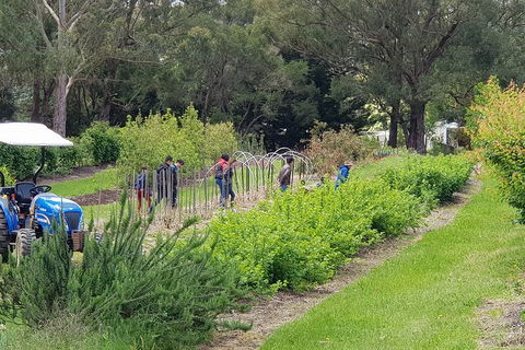 Yarra Valley Wineries And Rayners Orchard Tour From Melbourne - Attractions Brisbane 3