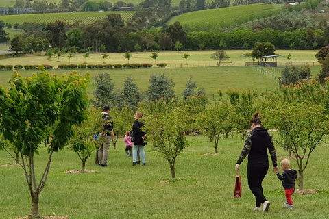 Day Tour Of Yarra Valley Puffing Billy And Rayners Orchard - Attractions Brisbane 36