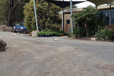 Day Tour Of Yarra Valley Puffing Billy And Rayners Orchard - Attractions Brisbane 26