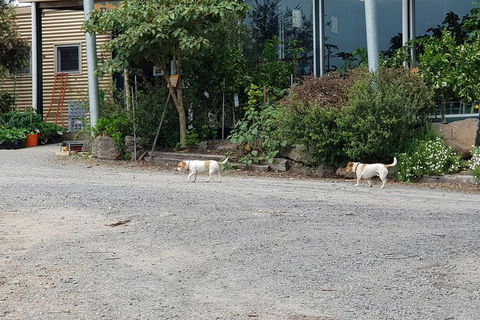 Day Tour Of Yarra Valley Puffing Billy And Rayners Orchard - Attractions Brisbane 21