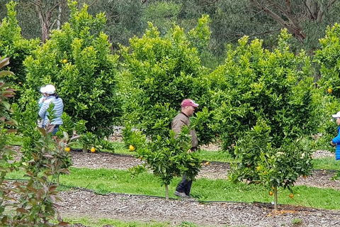 Day Tour Of Yarra Valley Puffing Billy And Rayners Orchard - Attractions Brisbane 34