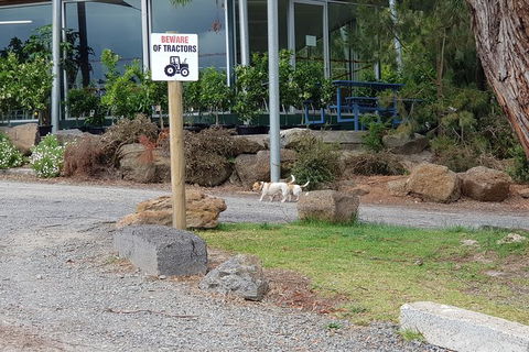 Day Tour Of Yarra Valley Puffing Billy And Rayners Orchard - Attractions Brisbane 2