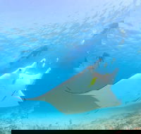 Marine Eco Safari - Swim with Manta Rays - Attractions Brisbane