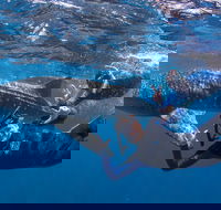 Whale Shark Safari - Attractions Brisbane