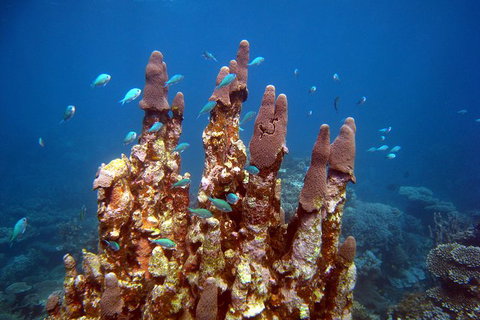 Coral Bay 3-Hour Turtle Ecotour - Attractions Brisbane 1