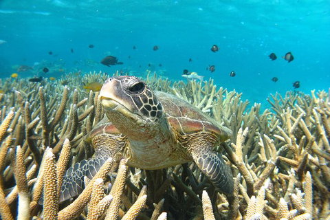 Coral Bay 3-Hour Turtle Ecotour - Attractions Brisbane 0