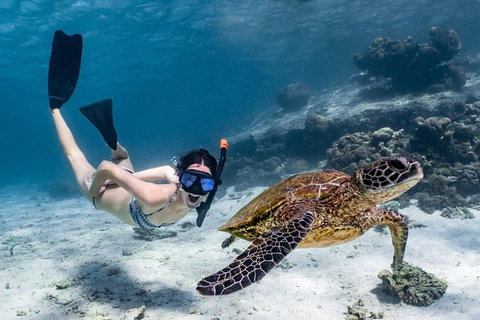 Coral Bay 3-Hour Turtle Ecotour - Attractions Brisbane 3