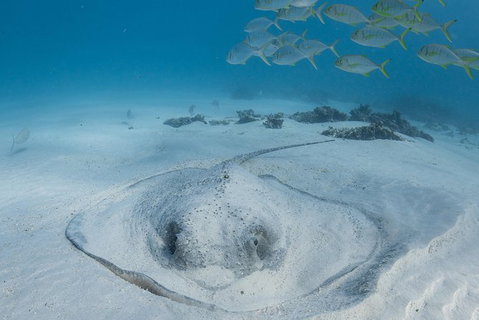 Coral Bay 3-Hour Turtle Ecotour - Attractions Brisbane 2