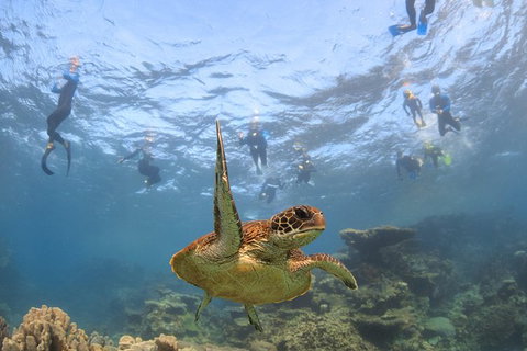 Coral Bay 3-Hour Turtle Ecotour - Attractions Brisbane 4