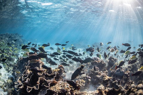Coral Bay 3-Hour Turtle Ecotour - Attractions Brisbane 5