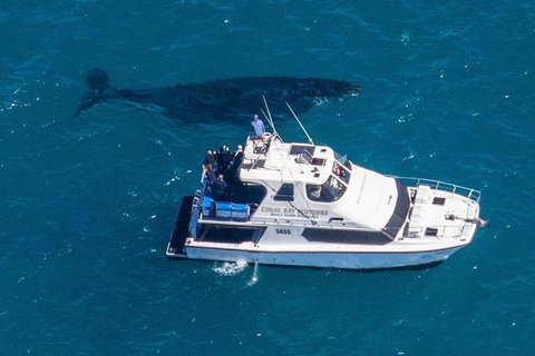 Humpback Whale Safari - Attractions Brisbane 2