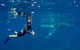 Humpback Whale Safari - thumb 1