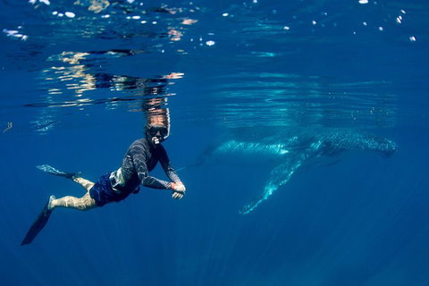 Humpback Whale Safari - Attractions Brisbane 1