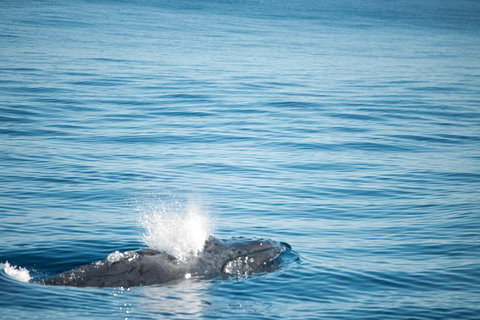 Humpback Whale Safari - Attractions Brisbane 4
