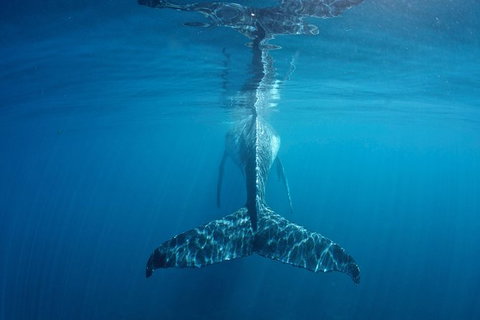 Humpback Whale Safari - Attractions Brisbane 5