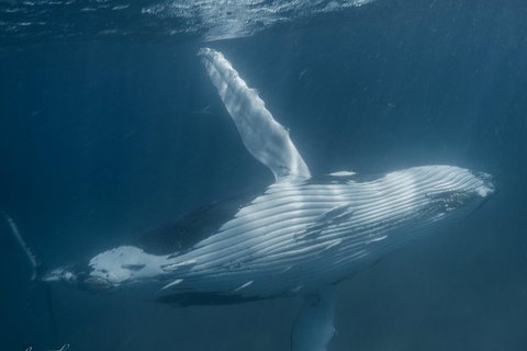 Humpback Whale Safari - Attractions Brisbane 0