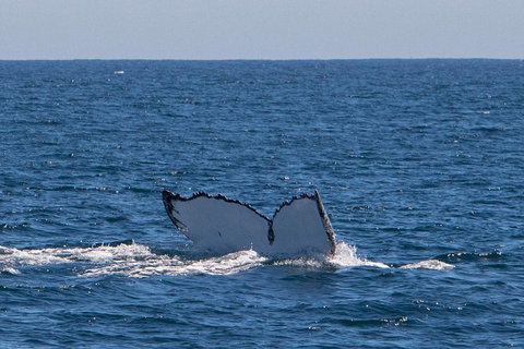 Humpback Whale Safari - Attractions Brisbane 3