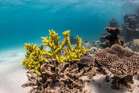 Coral Bay 1-Hour Coral Viewing - Attractions Brisbane 4